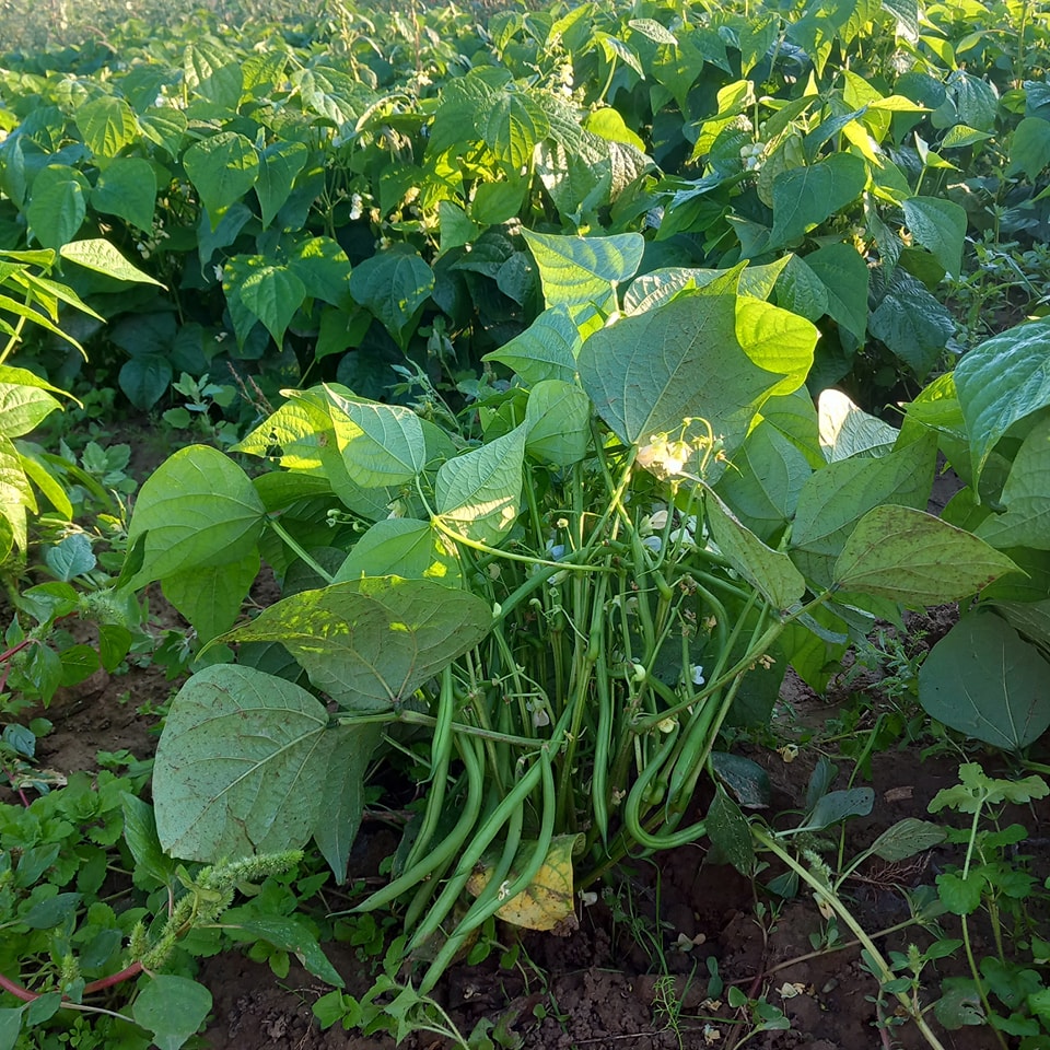 Le jardin du Clos Doré