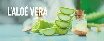 L’Aloé Vera, pour une cosmétique naturelle